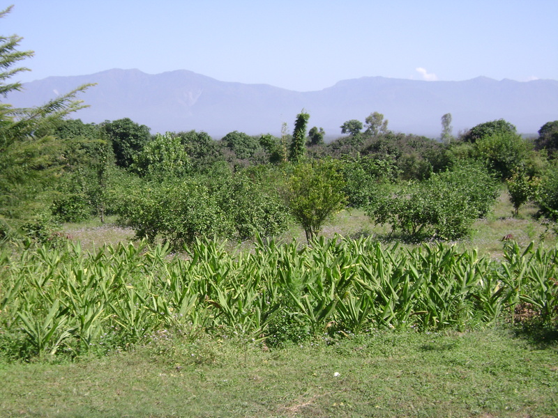 View from Navdanya biodiversity farm
