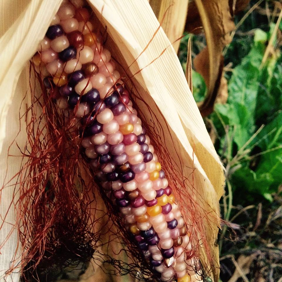 Corn grown by farmer Rishi Kumar, Battir, Palestine (Vivien Sansour)