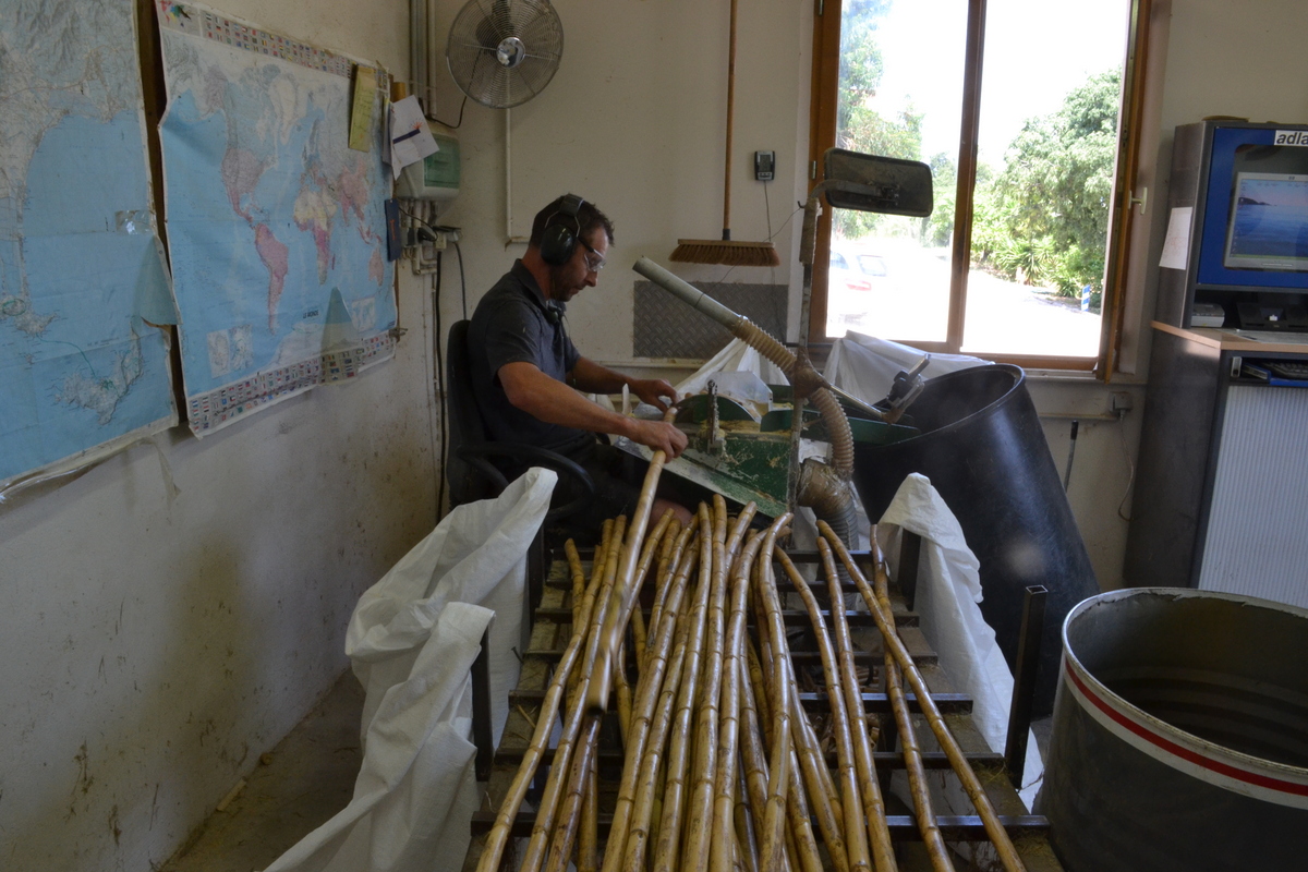 Cane stalks being cut to size at Steuer music reed factory, Carqueiranne, France