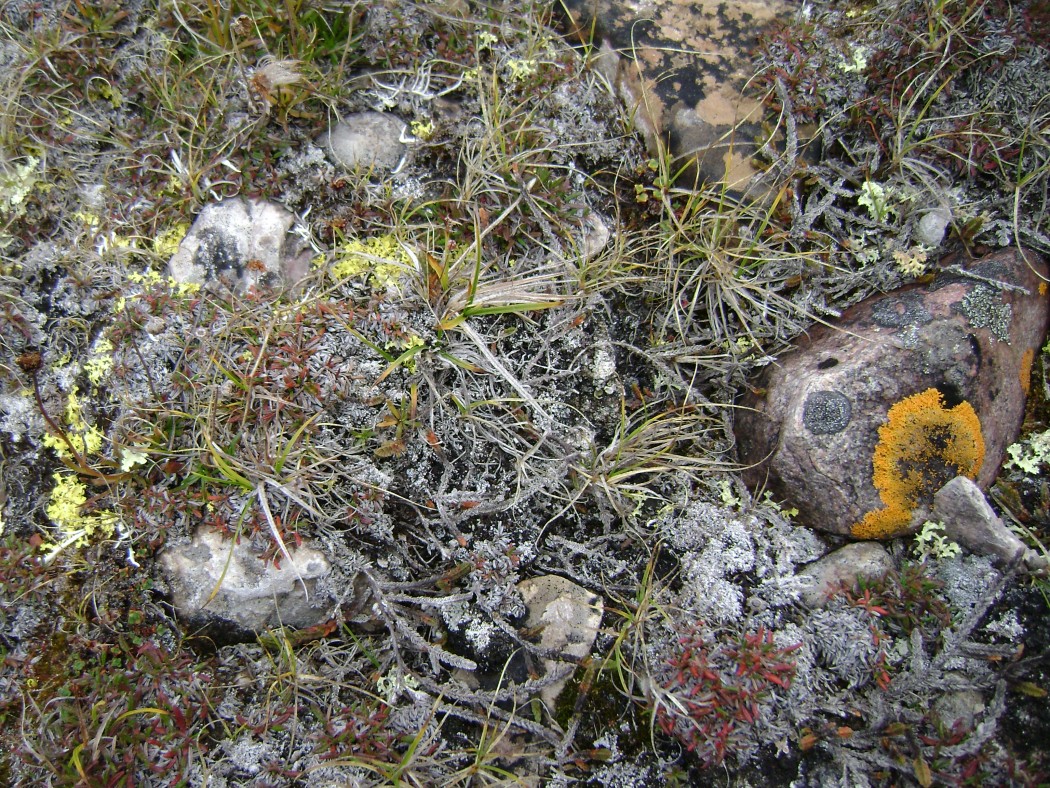CambridgeBayVegetation