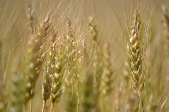 Corporate Food Chains