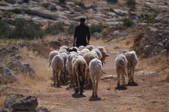A Shepherd’s Life …