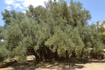 A Tree Grows in Palestine