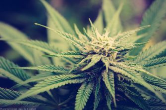 Novel Cannabinoid Kills Drug-Resistant Microbes