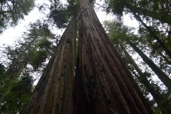 Voices From The Vault