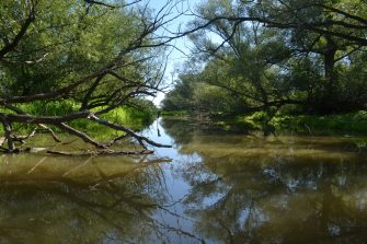American Wetlands In Peril