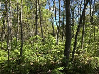 Forests Not Forever