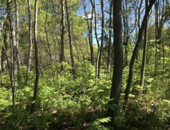 Forests Not Forever